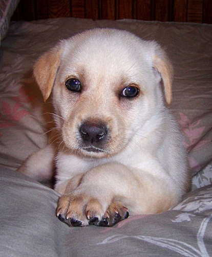 Baby Shortcake