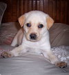 Baby Shortcake