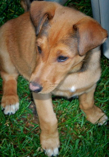 Baby Reva