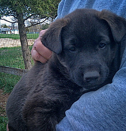 Baby Razzell Bear