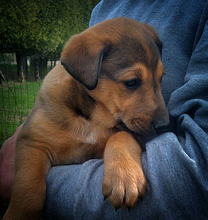 Baby Raspberry