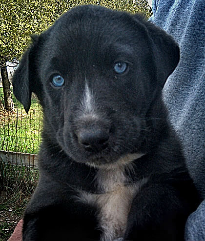 Baby Radar