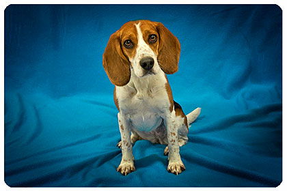 Charlie_Girl_Beagle