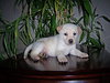 Baby Sugar