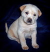 Baby Sammy