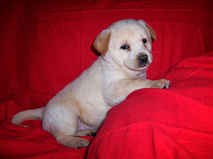 Baby Sadie
