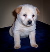 Baby Sadie