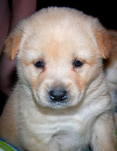 Baby Aurora