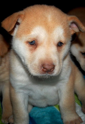 Baby Solaris