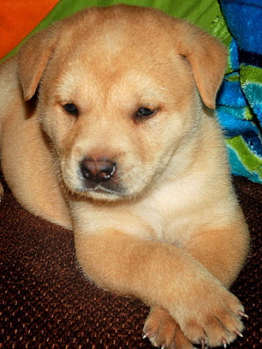 Baby Triton