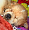 Baby Luna