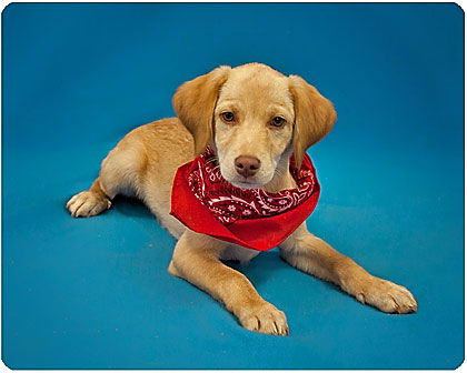 Baby Chevy