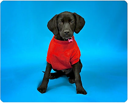 Baby Dodge