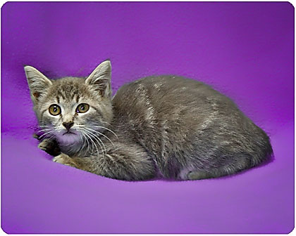 Baby Smokey=Lapcat