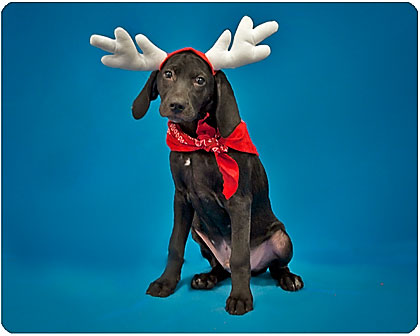 Baby Hershey
