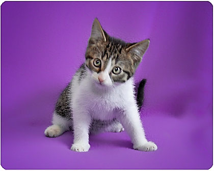 Baby Jake=CoolCat