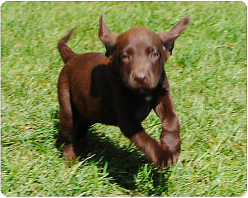 Baby Jersey