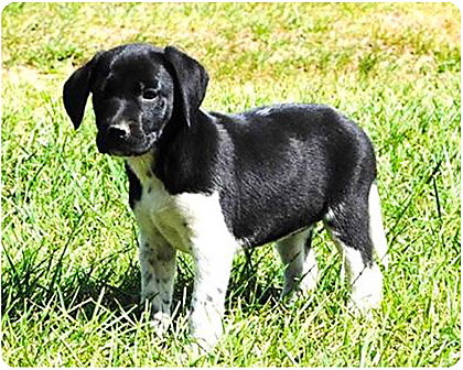 Baby Holly