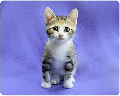 Baby Latte