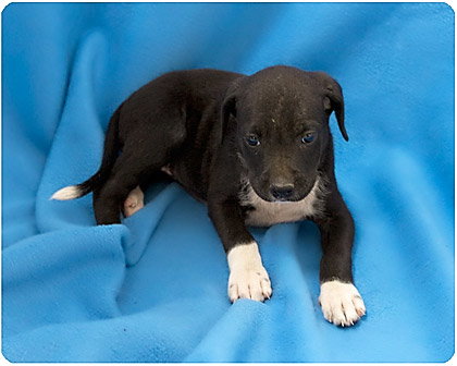 Baby Pups 8 Total