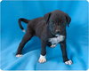 Baby Pups 8 Total