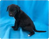 Baby Pups 8 Total
