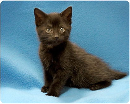 Hershey_Adopted