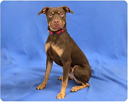 Spike_Adopted