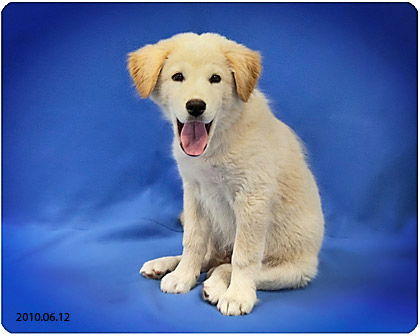 Logan Adopted