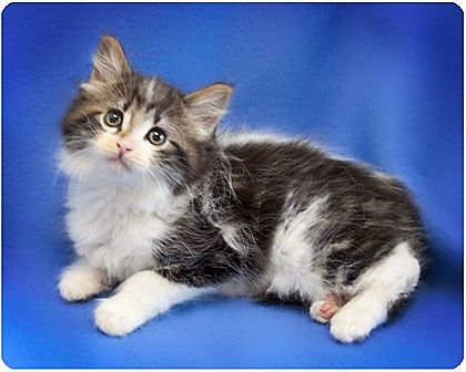 Baby Fuzzy Wuzzy