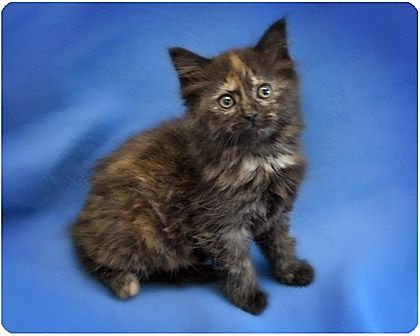 Baby Caramel