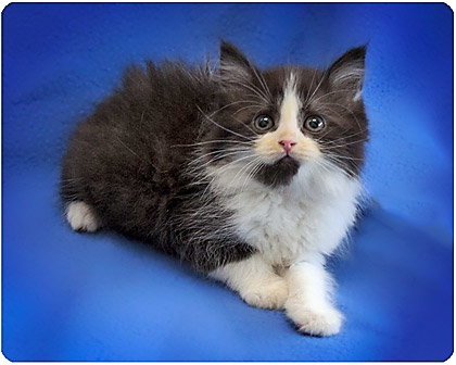 Baby Foo's Web Page