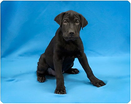 Baby Spot_Adopted