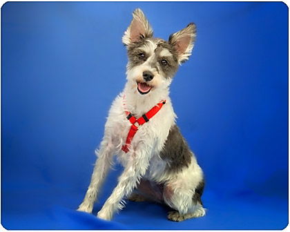 Tootsie_Adopted