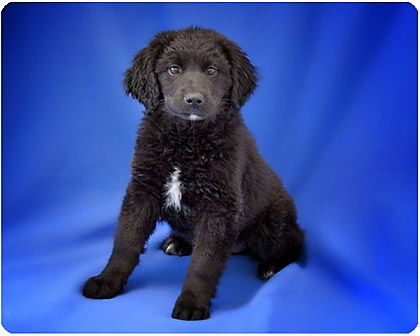 Molly_Adopted