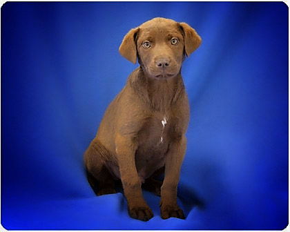 Charlie_Adopted