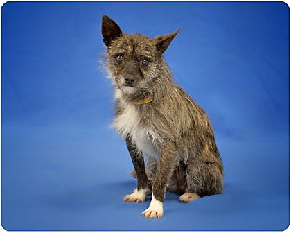 Tilly_Adopted