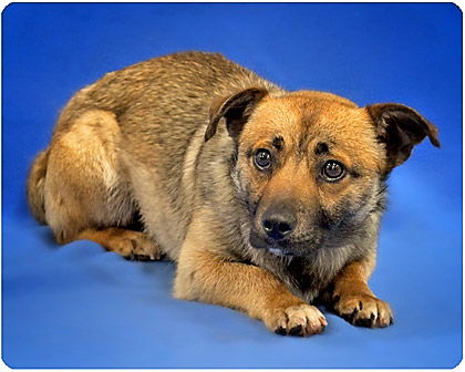 Cubby_Adopted