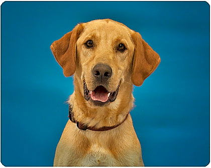 Duke