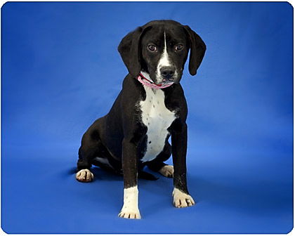 Bubbles_Adopted