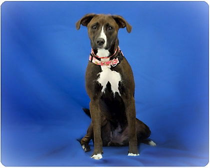 Daisy Mae_Adopted