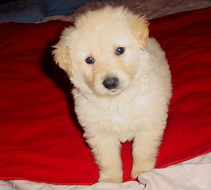 Baby Rossi