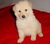 Baby Rossi