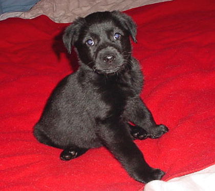 Baby Reed