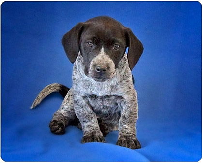 Baby Dixie