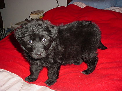 Baby Penelope