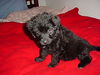 Baby Penelope