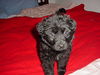 Baby Penelope