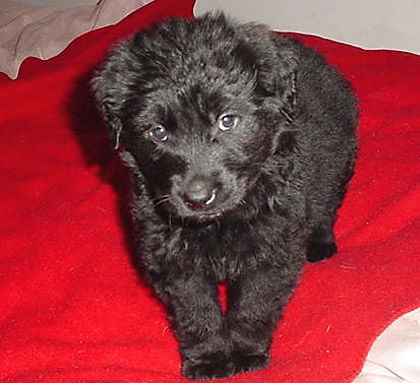 Baby JJ