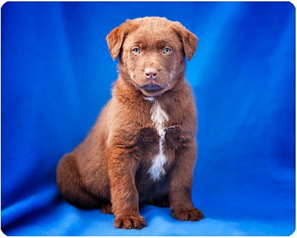 Baby Dublin